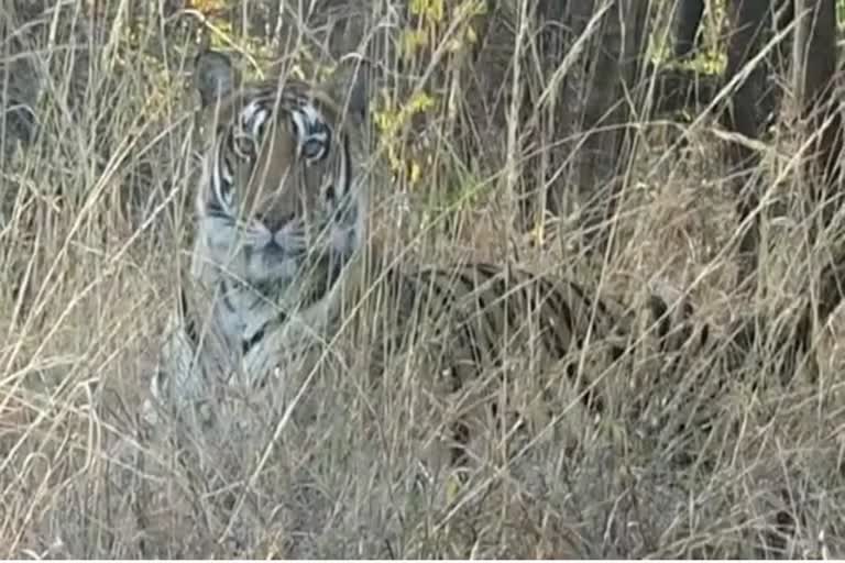 Tigress T-2 proved charismatic