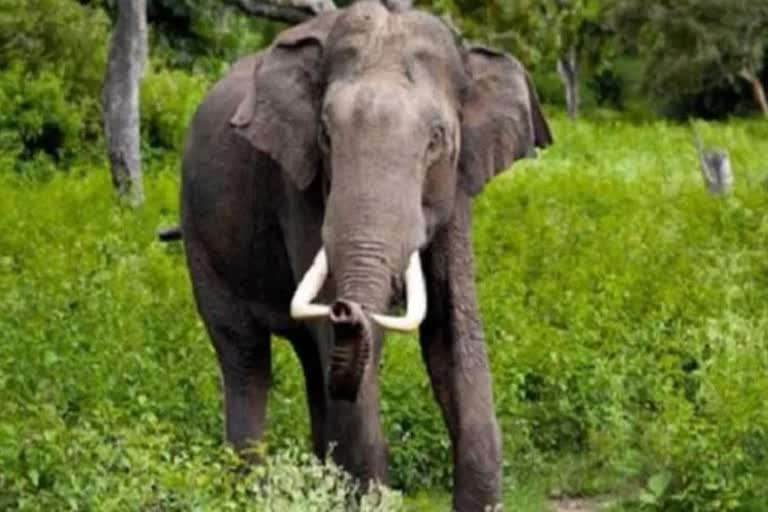 team-of-7-elephants-in-badwar-village-destroyed-paddy-and-houses-in-koriya