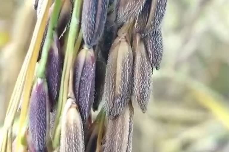 purple rice cultivation in khumtai