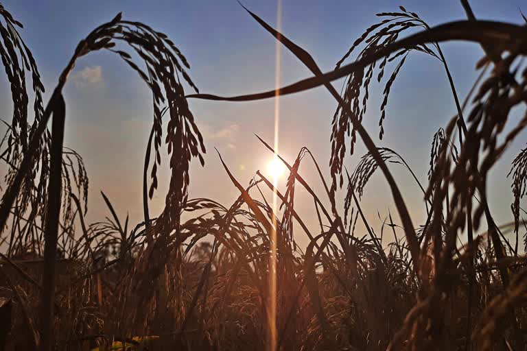 ৰজ্যৰ চৌদিশে এতিয়া সোণগুটি ধাননিৰ সোণসেৰীয়া আভা