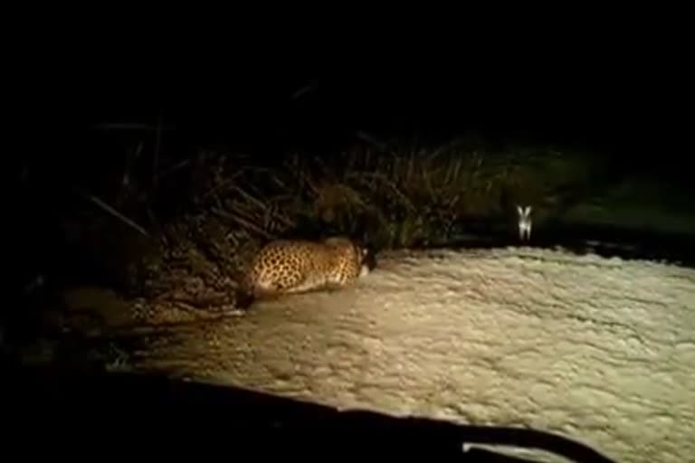 leopard in nashik