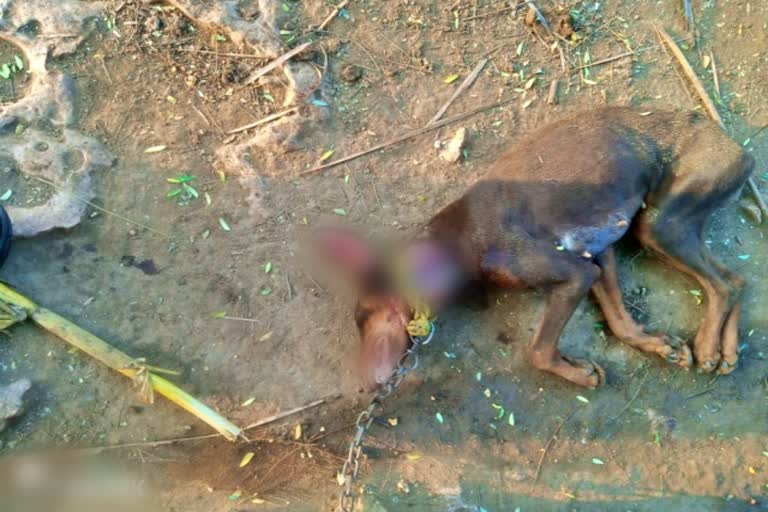 leopard killed dog in erode