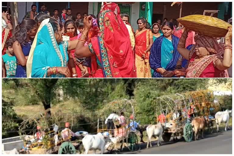 To fulfill martyr brother's last wish, sister barat came in bullock cart in rajnandgaon