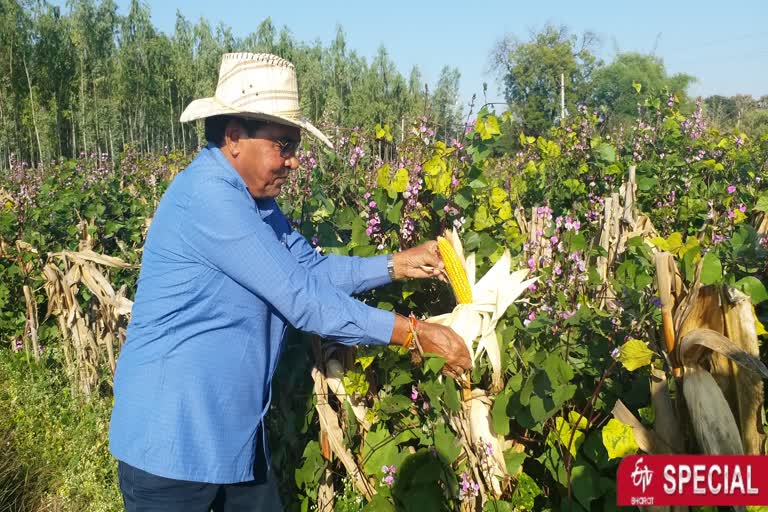 farmer-is-growing-other-crops-with-the-help-of-straw