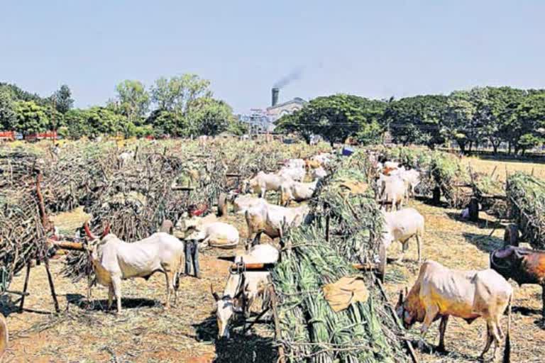 SUGARCANE FARMERS