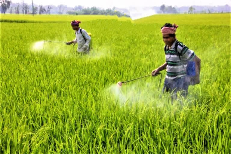 heavy usage of pesticides leads to damage food