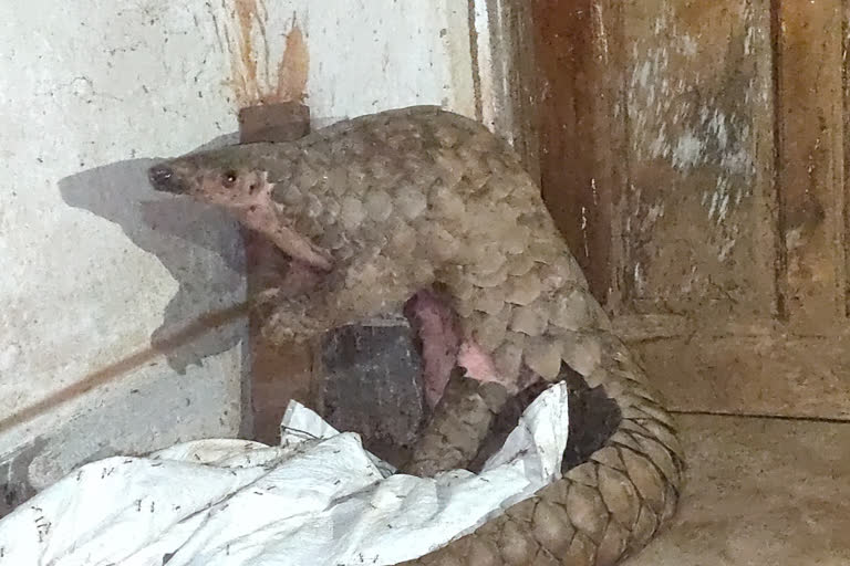Narayanpur Forest Department recovered a rare pangolin