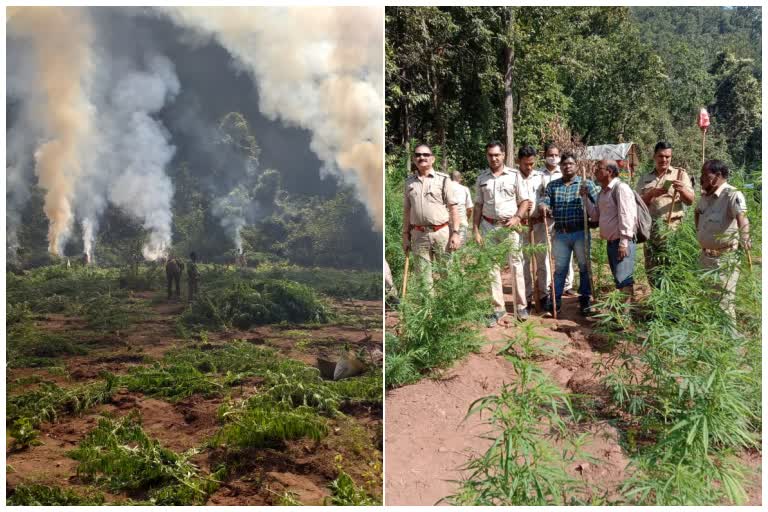 angul excise Department destroyed cannabis tree worth Rs 1 crore