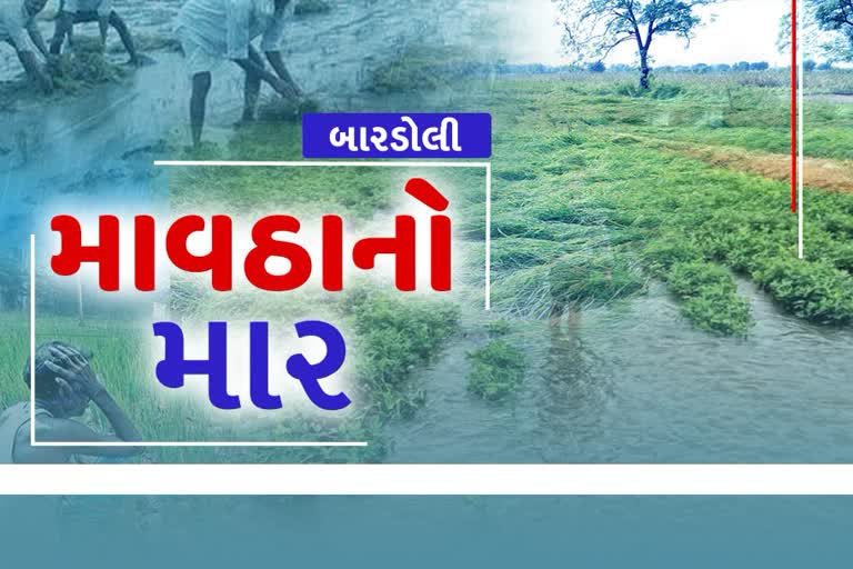 બારડોલી પંથકમાં કમોસમી વરસાદથી ખેડૂતો ચિંતિત