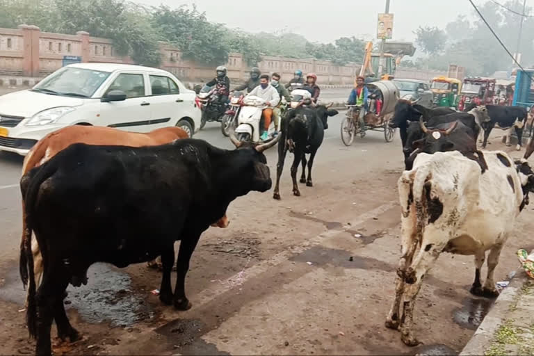 Accidents happening due to stray animals on the streets of Sultanpuri