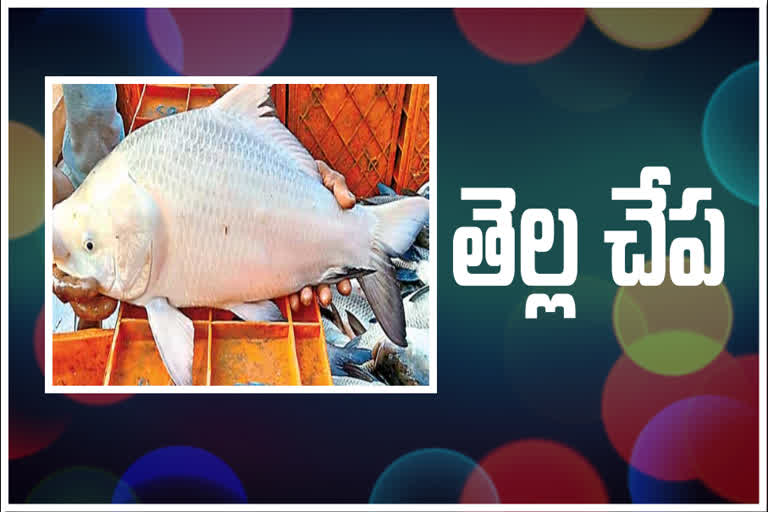 white fish in seethanapalli due to genetic problem at krishna district