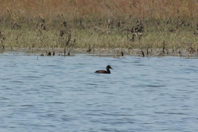 ferruginous duck