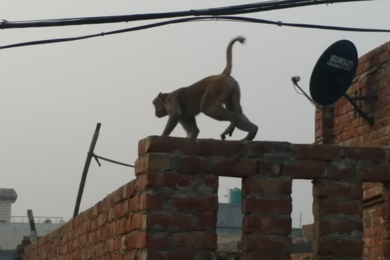 news of Bhiwani monkeys