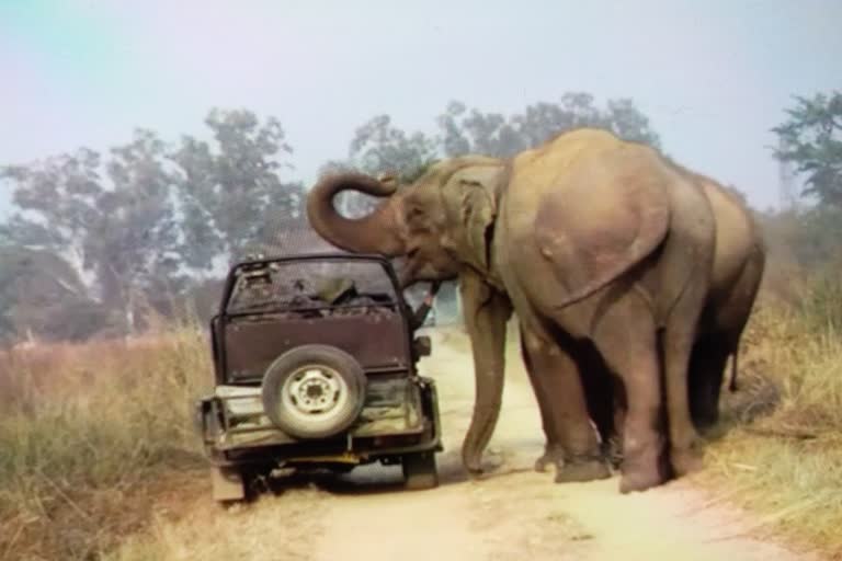 biscuit given to elephant ctr