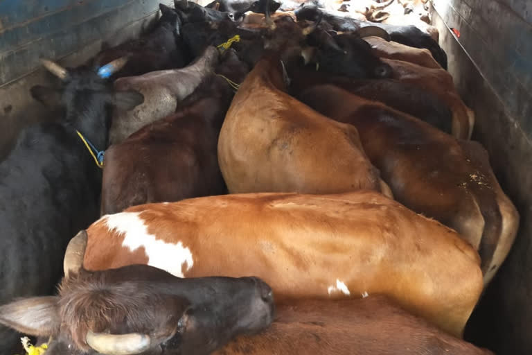 Chirang Bijni illegal Cow carrier truck seized