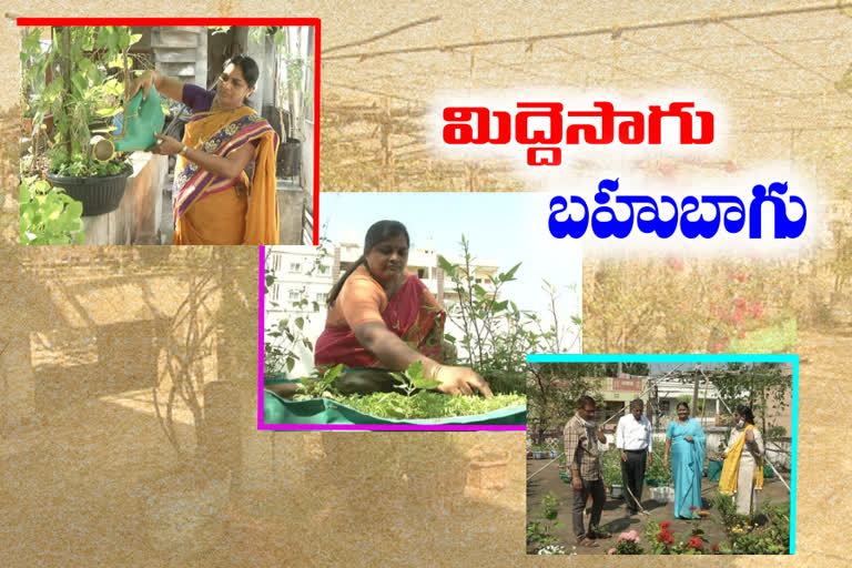 terrace-cultivation-in-amalapuram-east-godavari-district