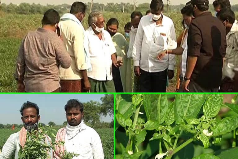 మిర్చి రైతుల కన్నీరు!