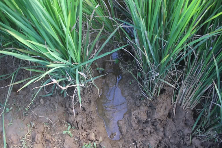 wild boar attack  Paddy cultivation in Palakkad  കാട്ടുപന്നി ശല്യം രൂക്ഷം