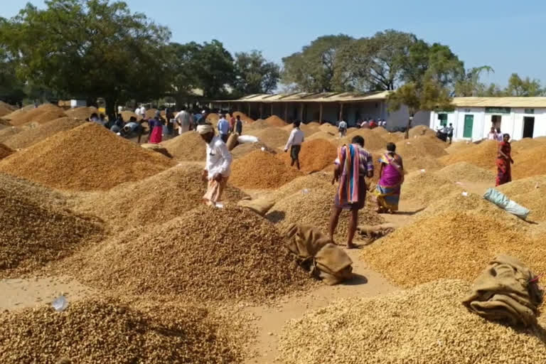 Peanuts dumped at Emmiganoor Agricultural Market in kurnool district