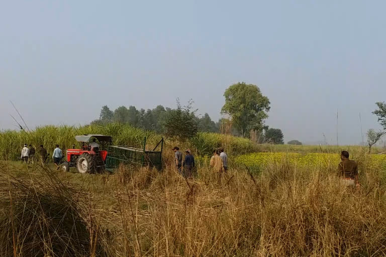 हरदोई की सीमा में पहुंचा बाघ