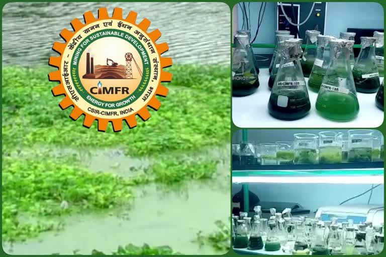 CIMFR SCIENTISTS TO MAKE ALGAE PART OF THE HUMAN DIET