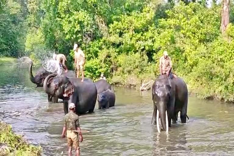 elephant show inaugurated in manah national park