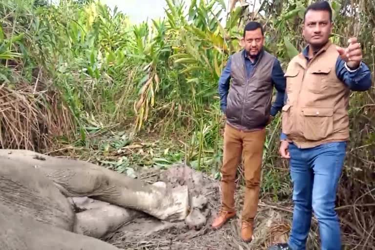 wild elephant sick in karimganj