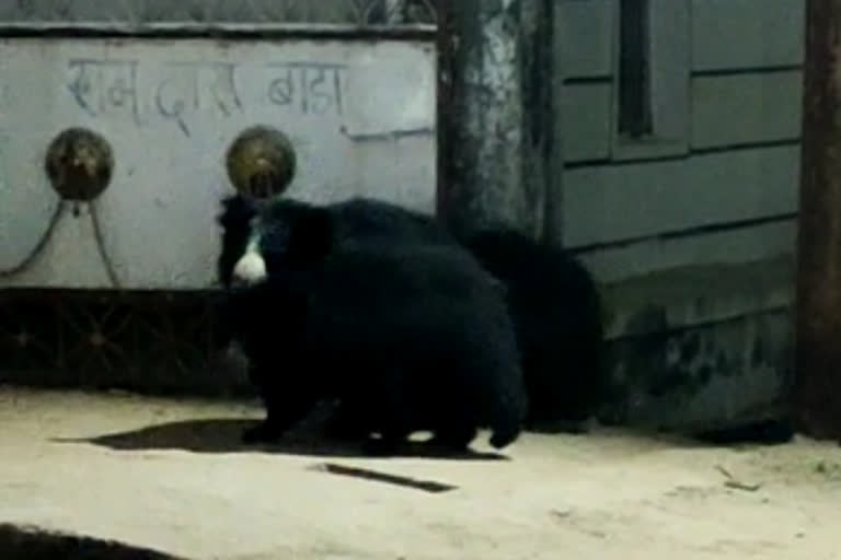 Bears seen in beach town