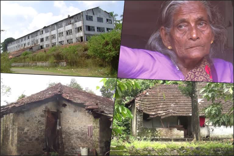 Peerumedu tea plantation  പീരുമേട് തേയില തോട്ടം പ്രതിസന്ധി  Peerumedu  പീരുമേട്  തോട്ടം തൊഴിലാളി  plantation workers