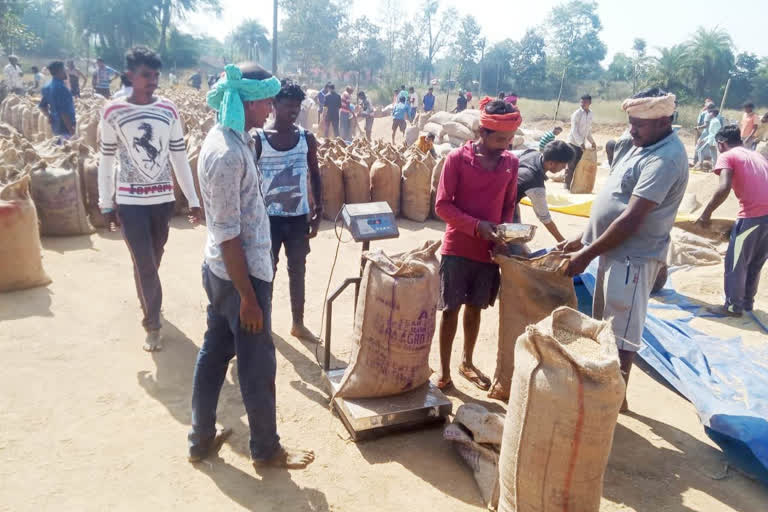 more than 20 lakh metric tonnes of paddy purchased in Chhattisgarh