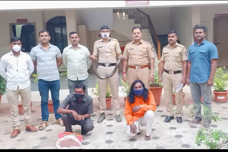 Two mandul sneke smugglers arrested in Baramati