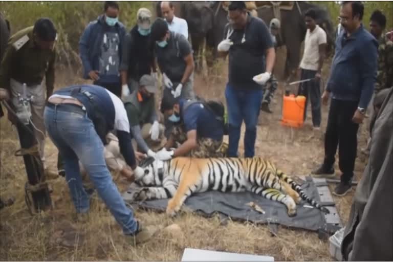 tigress put on GPS collar