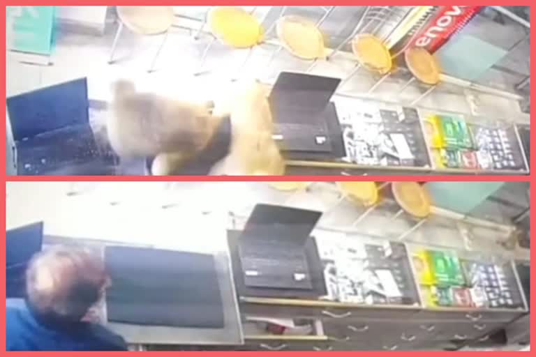 Ghaziabad: Monkeys entered inside laptop showroom, watch live video