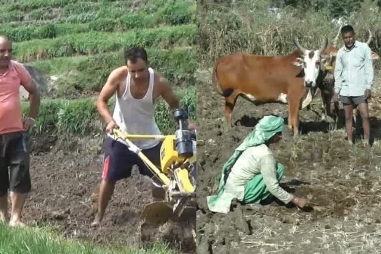 wheat sowing in dharamshala