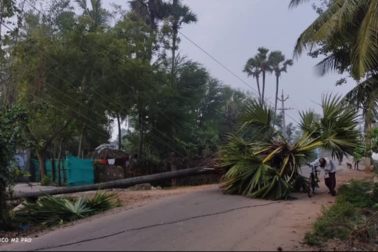 palm tree Fell down on current wires