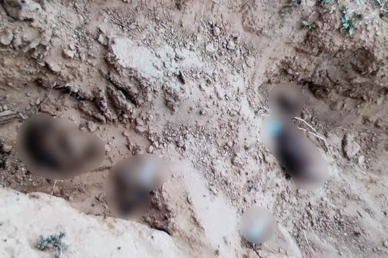 dead-body-recovered-from-palamu-chatra-border