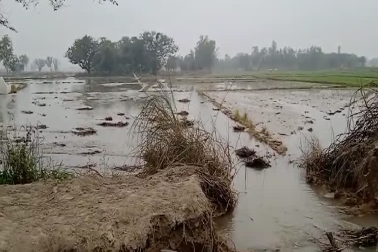 नहर की पटरी कटने से सैकड़ों बीघे गेंहू की फसल जलमग्न