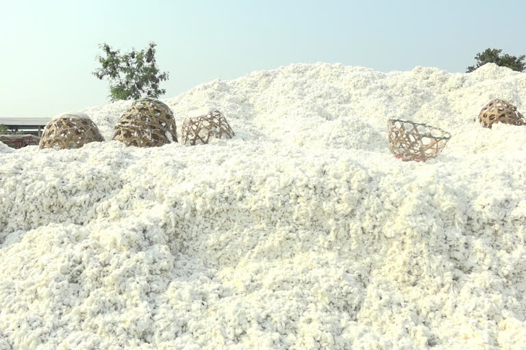 Possibility of decreased in cotton production 20 to 30 % in Jalgaon district