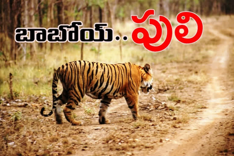 tiger fear to Telangana border villages