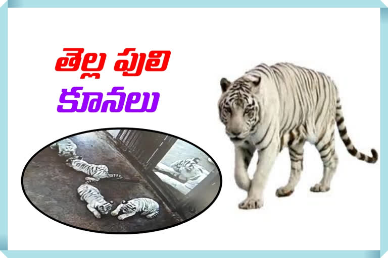 Four children were born to the white tiger in nehru zoo park hyderabad