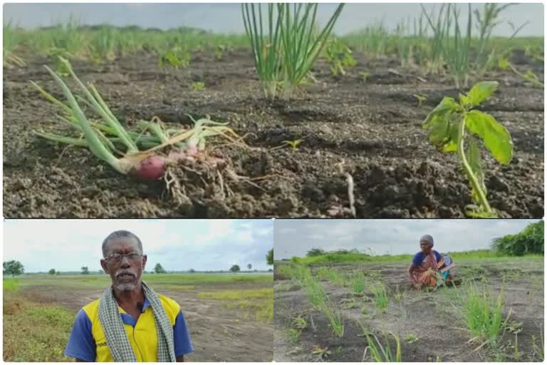 farms damaged in tutucorin due to cyclones