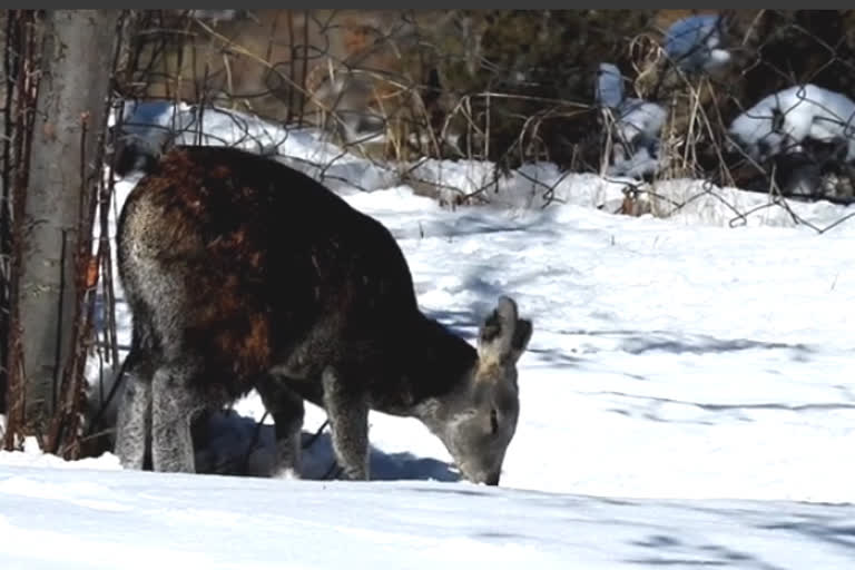 musk deer seen in Lahaul