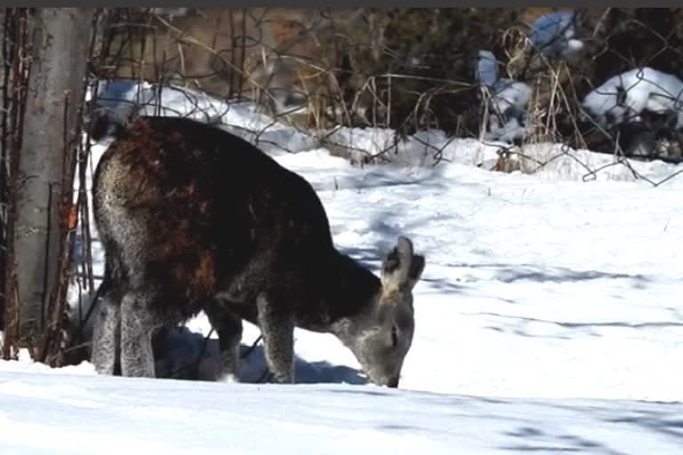 musk deer seen in Lahaul