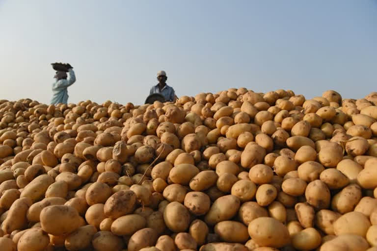 potato rs 4 per kg in azadpur mandi, 81 percent wholesale price falls in a month