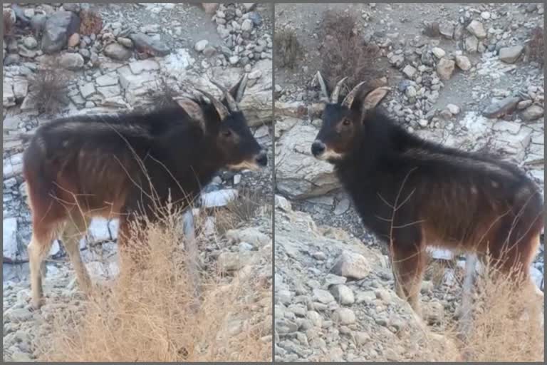 himalayan serow spotted