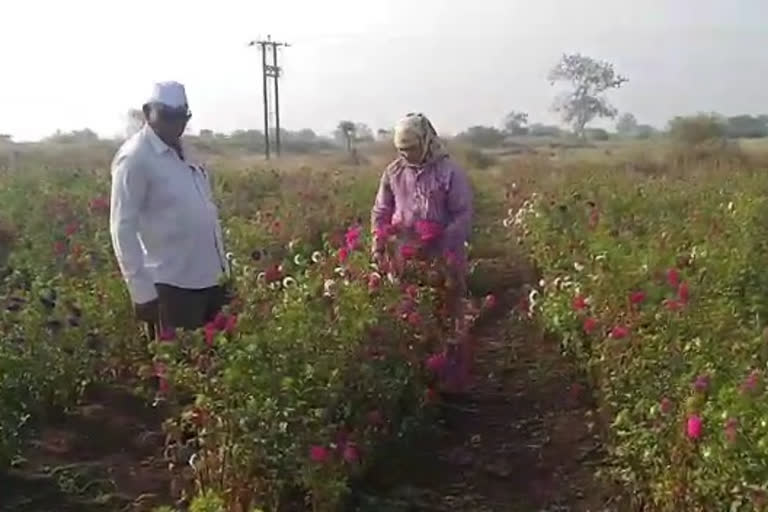 सेवानिवृत्तीनंतर शेतकऱ्याने माळरानावर फुलवली फुलशेती