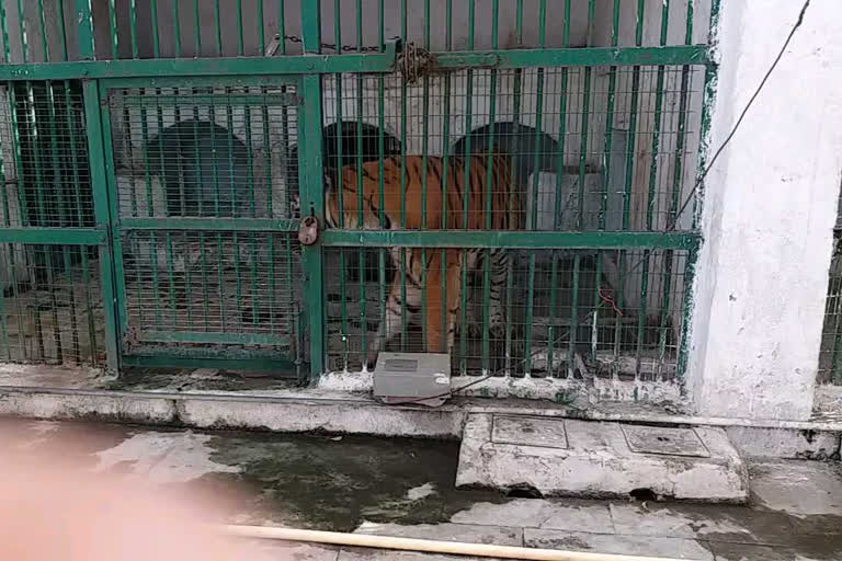અમદાવાદના કમલાનેહરૂ પ્રાણીસંગ્રહાલયમાં પ્રાણીઓને ઠંડીથી રક્ષણ મળે તે માટે હીટર મુકાયા