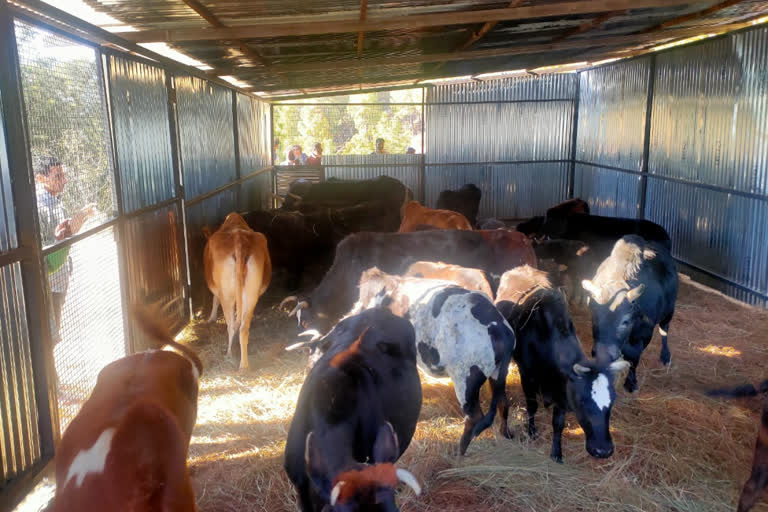 Slug cowshed is ready after seven days for 40 cows