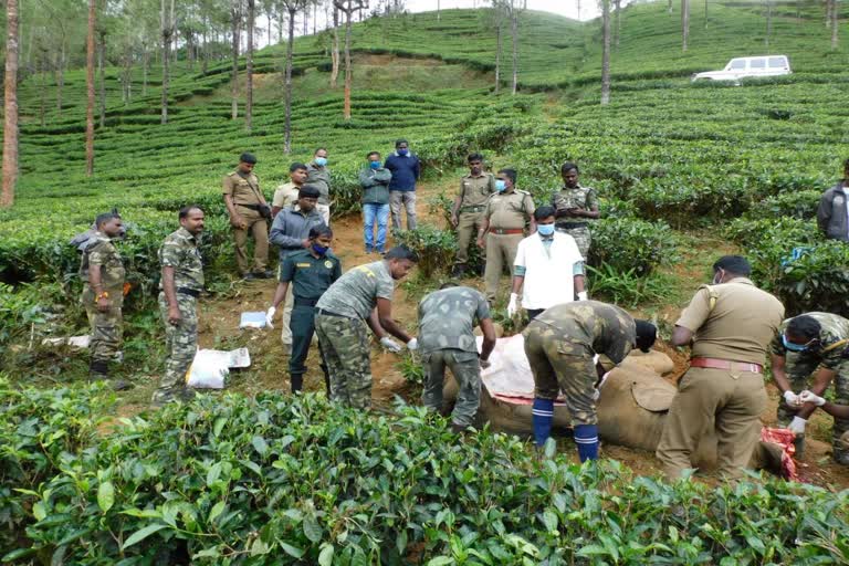 காலில் காயத்துடன் அவதிப்பட்ட யானை உயிரிழப்பு