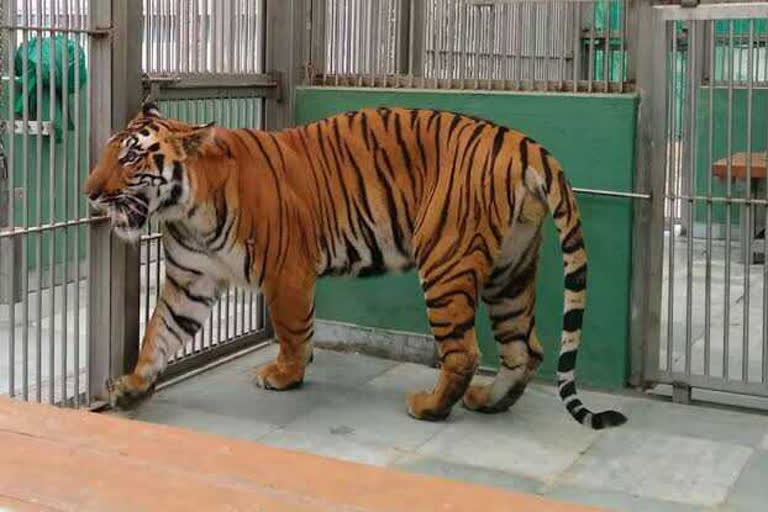 tiger cubs born will soon in mumbai rani baug